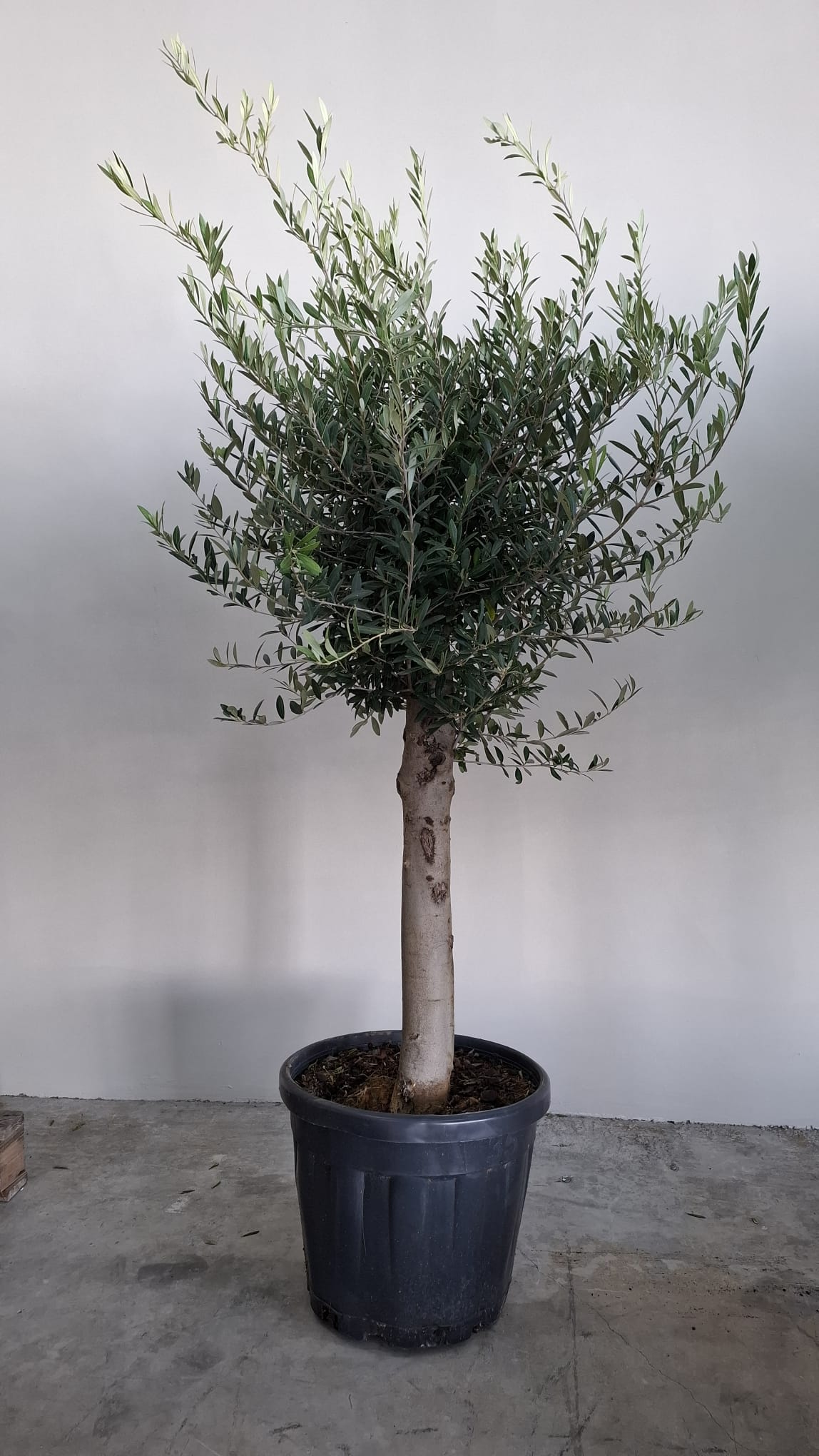 Olivo Real Olea Europaea Lechín de 1.8m de altura total y tronco de 26cm en maceta de 110/130L. Elegancia mediterránea para tu hogar y jardín.

