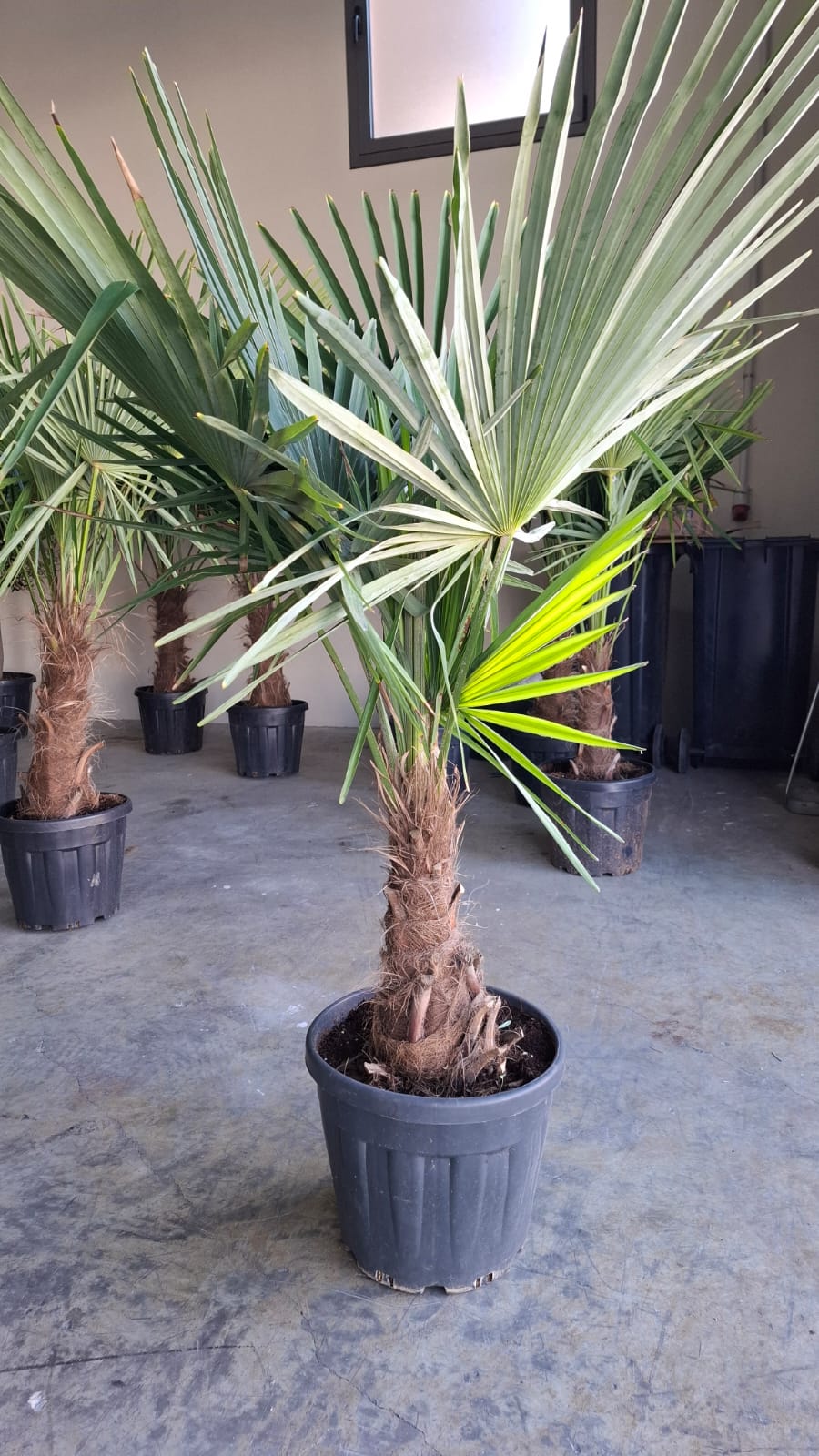 Palmera Real Trachycarpus Fortuneii de 1.5m de altura total y tronco de 40cm en maceta de 25L. Perfecta para decorar interiores y jardines con un toque exótico.

