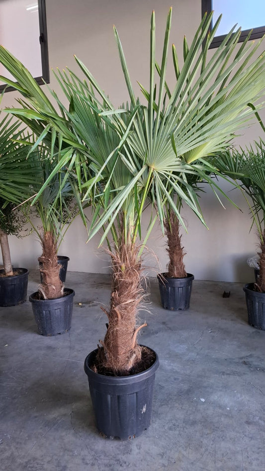 Palmera Real Trachycarpus Fortuneii - 40/60 -  35/45L